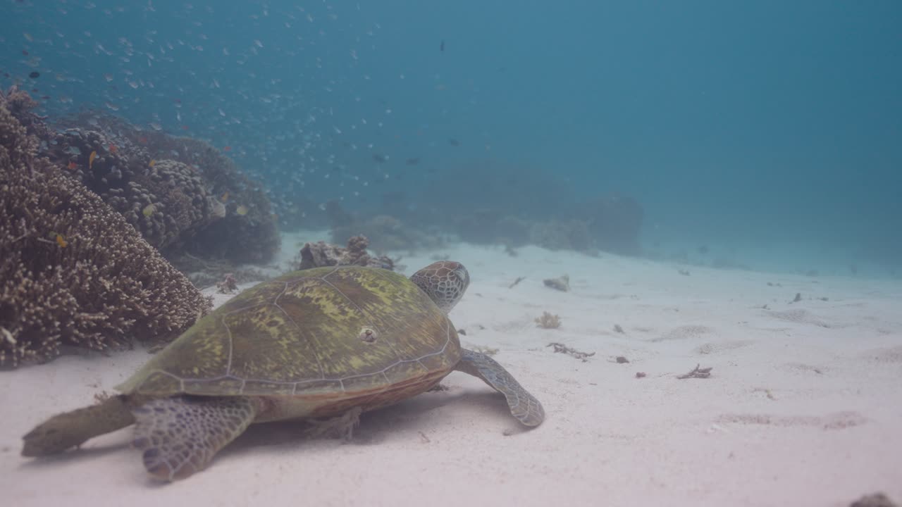 Underwater shot of a Green Sea Turtle resting on a sandy ocean floor near coral reef in clear blue water