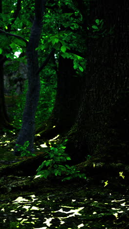 sunlight filters through lush trees in a serene forest clearing