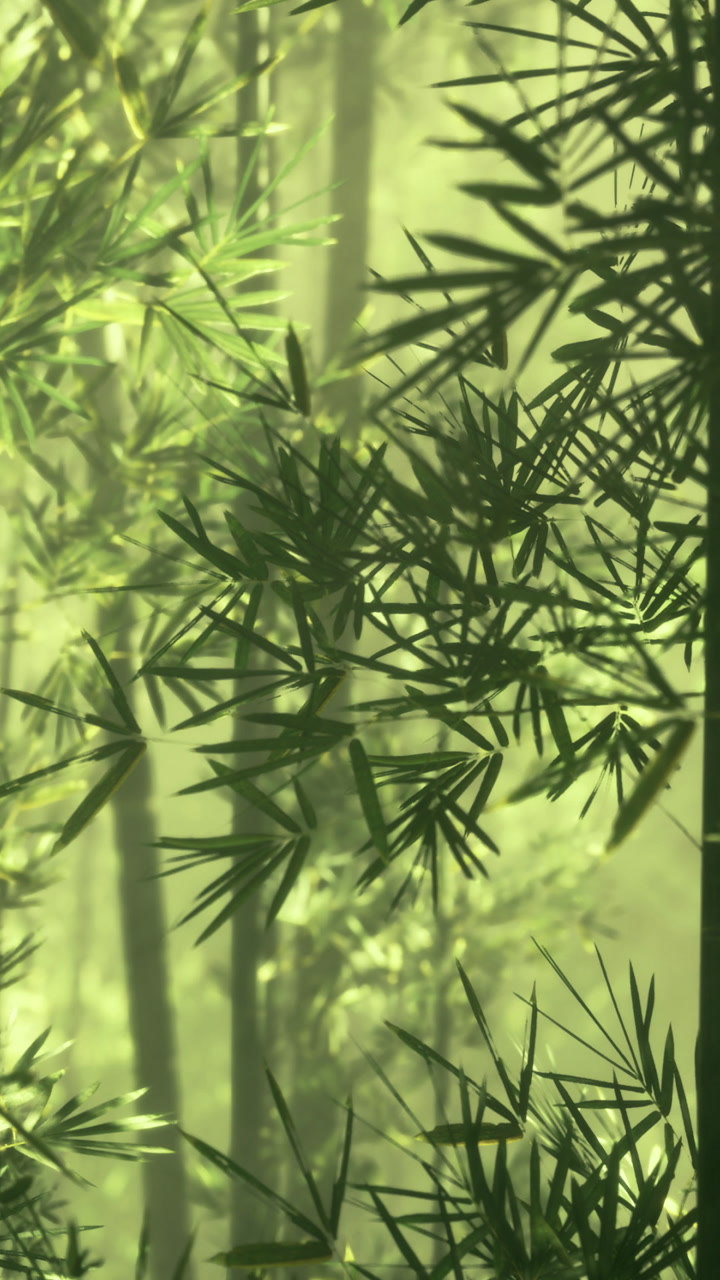 Thick green bamboo trees in a forest during daylight hours
