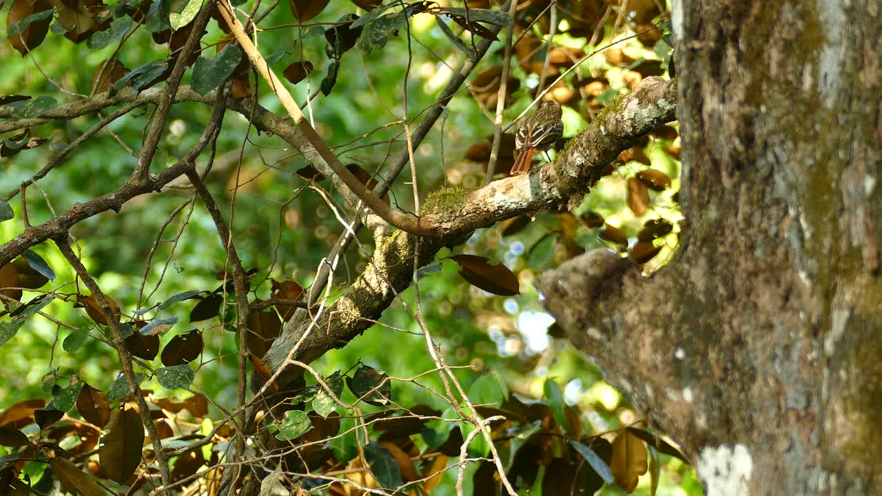 작은 새는 나뭇가지에 뛰어다니다가 식물에서 날아간다