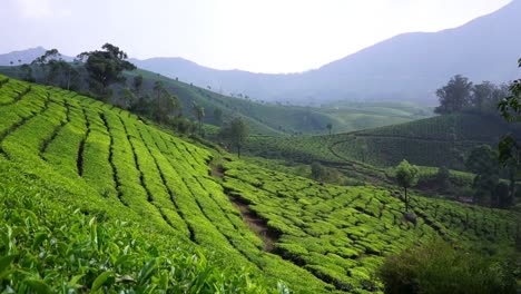 Munnar,-India