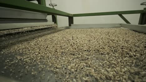 many seeds. sunflower seeds baking machine. moving fried sunflower seeds come out of the machine. food production