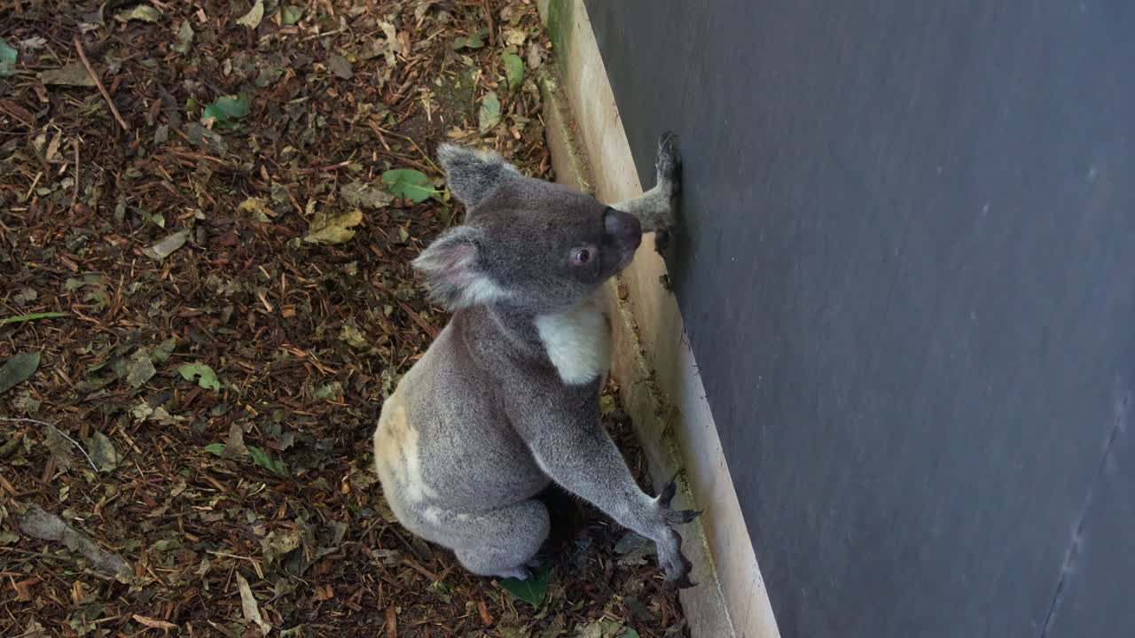 Adorable Koala Bear Climbing a Wall