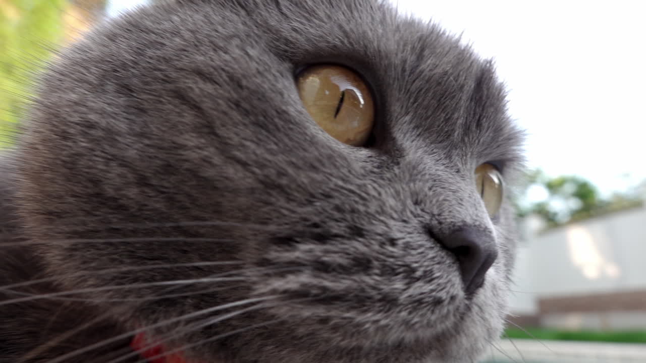 Close up of a Scottish Fold cat with orange eyes and a red collar resting near a pool