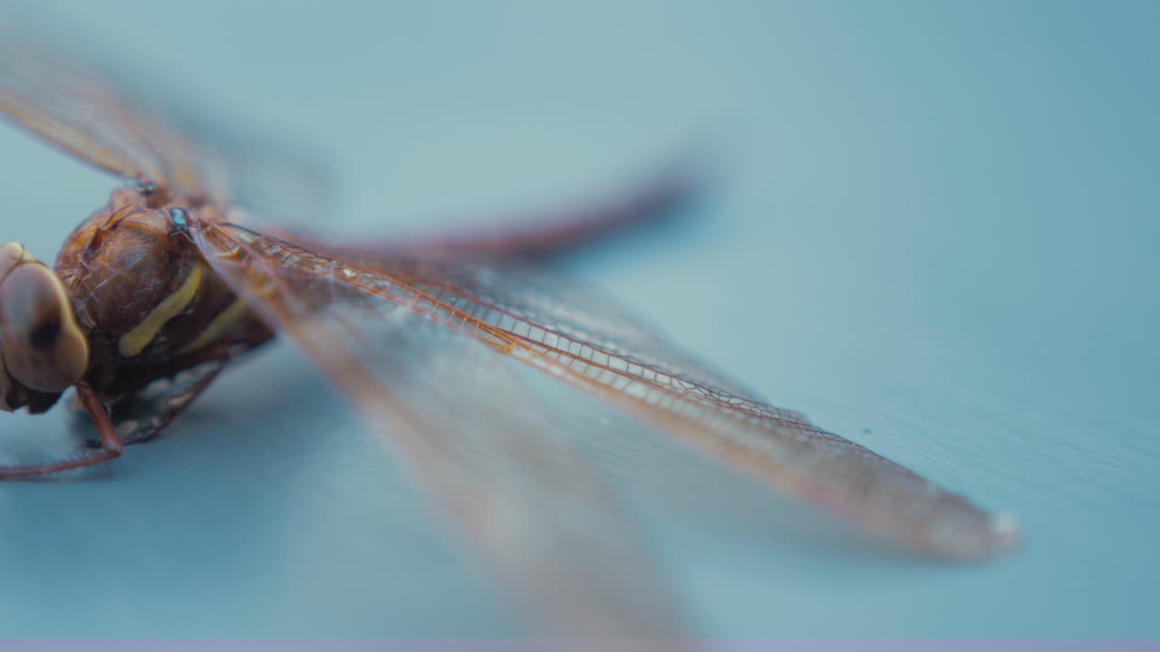 Macro wings of Dragonfly brown hawker Aeshna Grandis