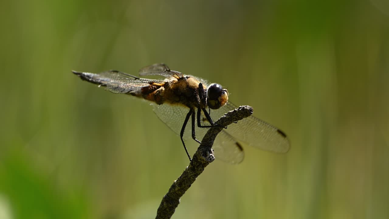 Dragonfly perched motionless on twig, intricate wing, body detail clearly visible, handheld.