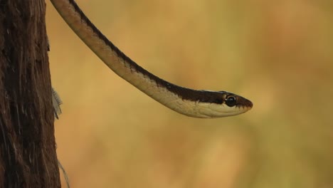 common bronzeback tree snake