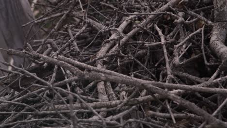 tangle of tree branches and roots interwoven in the natural environment