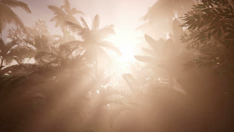 Sunset-Beams-through-Palm-Trees