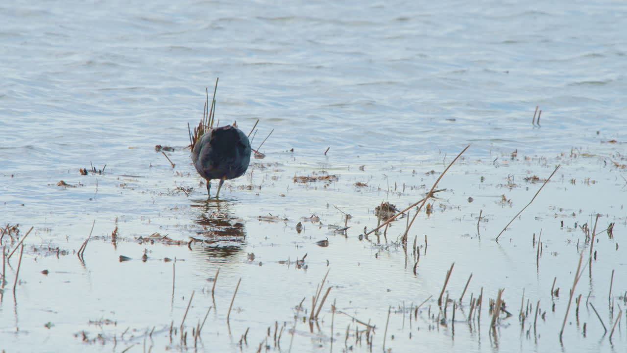 Eurasian coot wading in shallow lake water with few small reed stalks