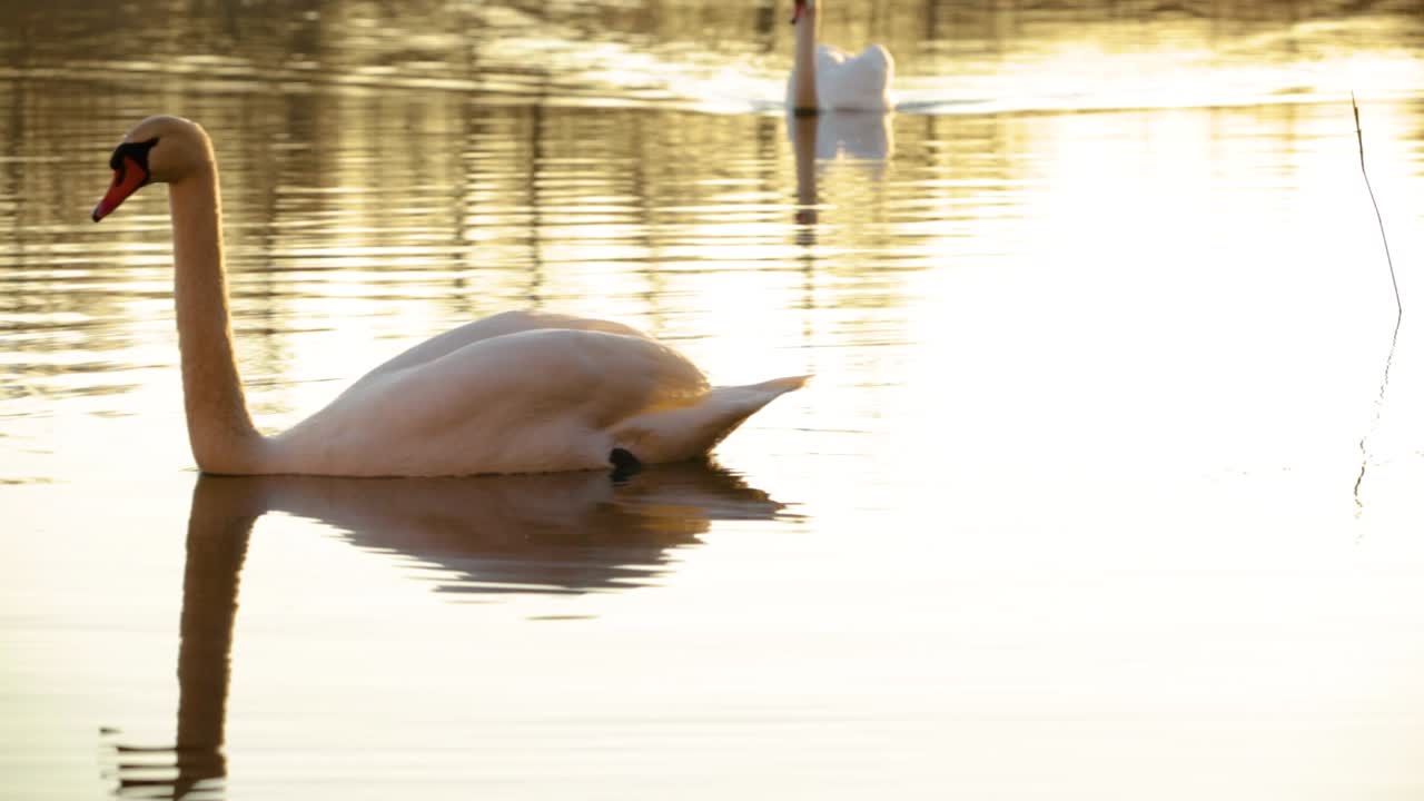 clip de ensueño de dos cisnes nadando en un lago que se refleja en el agua