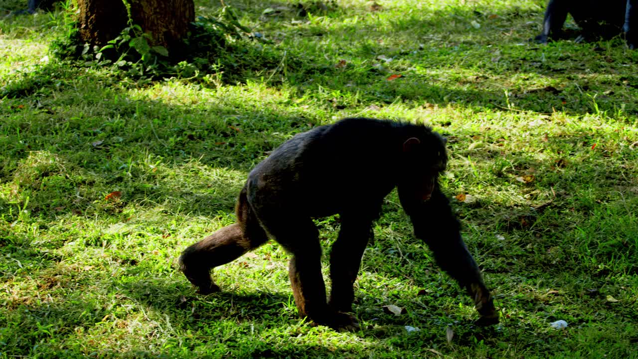 un chimpancé caminando a cuatro patas por un parque de sabana cubierto de hierba en uganda.