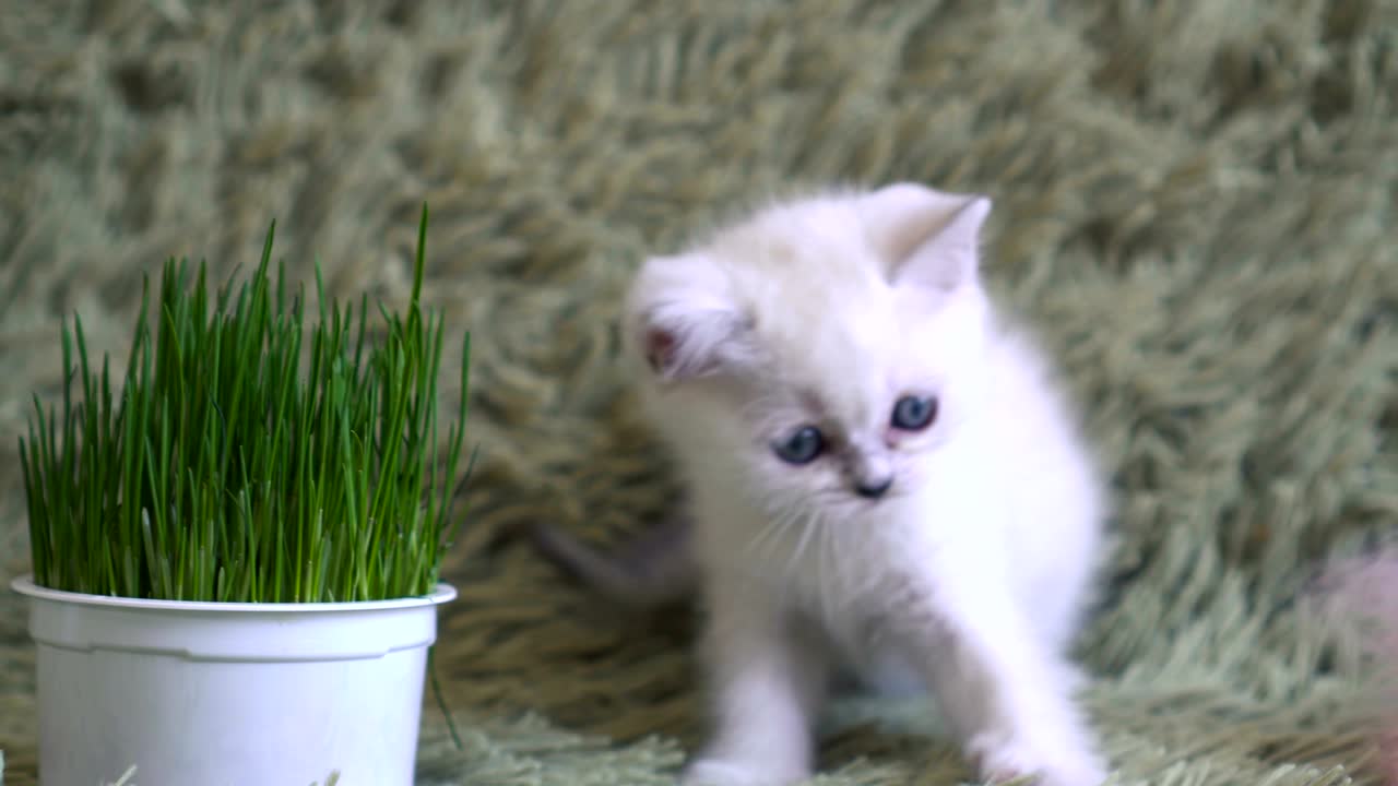 gatito agarrándose a un palo de plástico con una pluma rosa. gato bebé disfrutando jugando con plumas en un palo largo de plástico