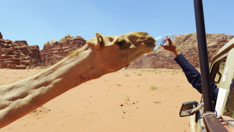 camel drinking water in the desert