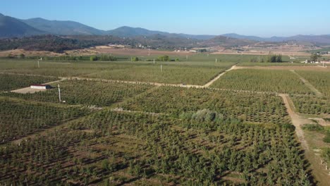 Flying-over-pear-orchards-at-the-start-of