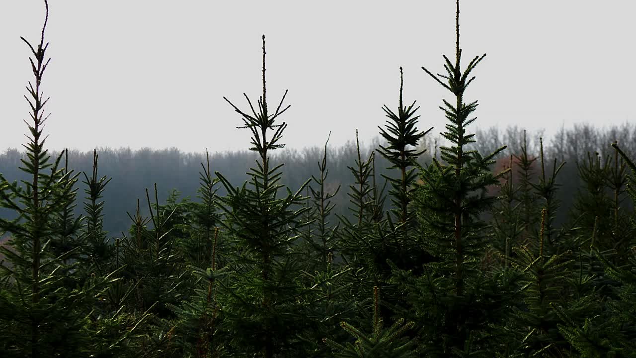 푸른  ⁇ 나무 보육원을 가로지르는 카메라 팬