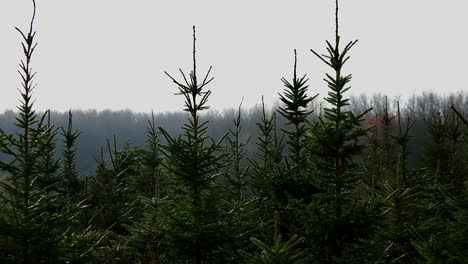 Camera-Pan-Across-a-Lush-Green-Fir-Tree-Nursery