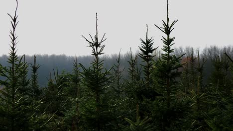 Camera Pan Across a Lush Green Fir Tree Nursery