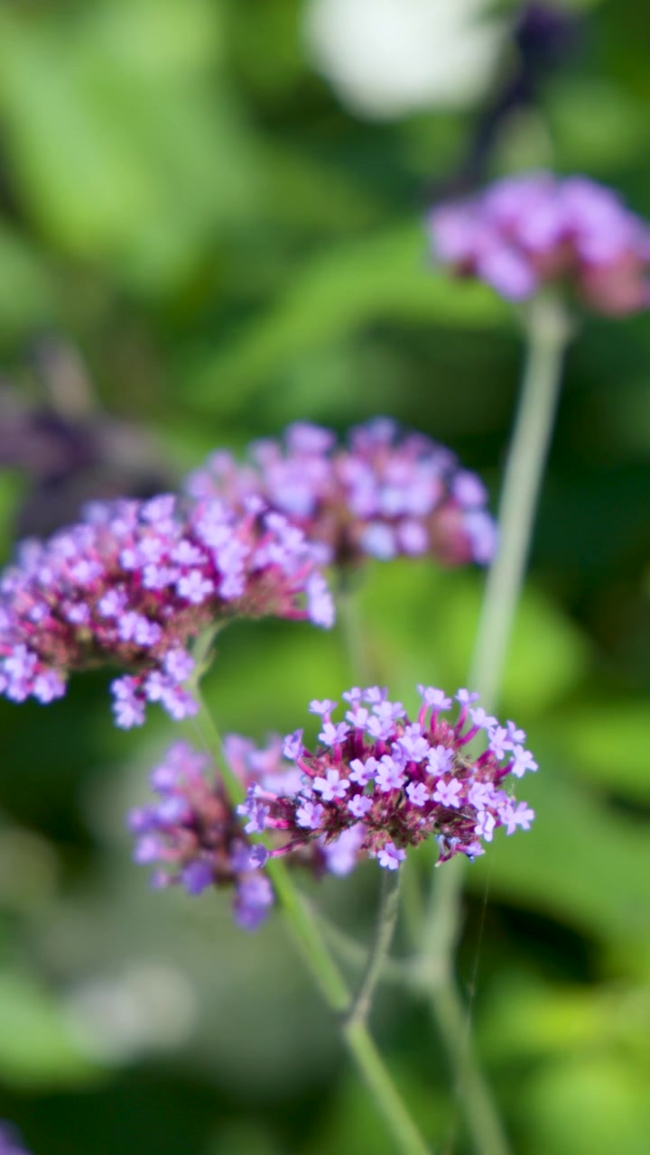 Fiori di verbena bonariensis ondeggiano alla luce soffusa del giorno, con messa a fuoco ridotta, sfondo di un giardino verde lussureggiante e una leggera brezza.