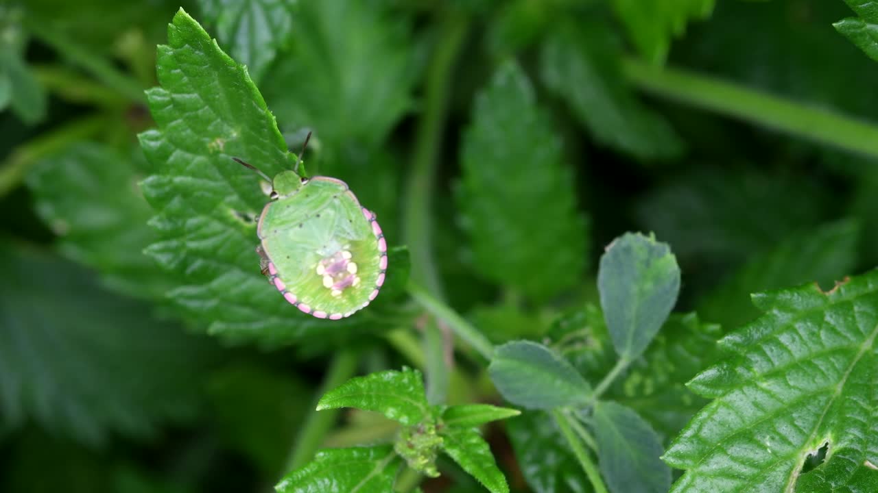Southern Green Stink Bug Feeding On the Fresh Green Leaves In the Garden- close up shot