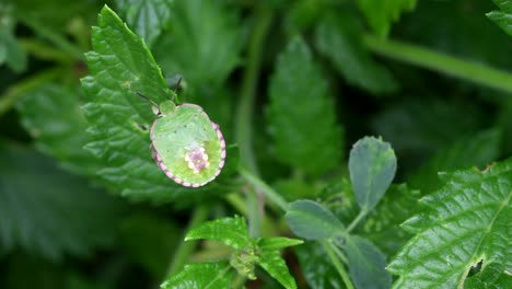 southern green stink bug feeding on the fresh green leaves in the garden- close up shot