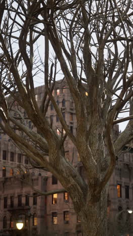 bare tree in urban setting