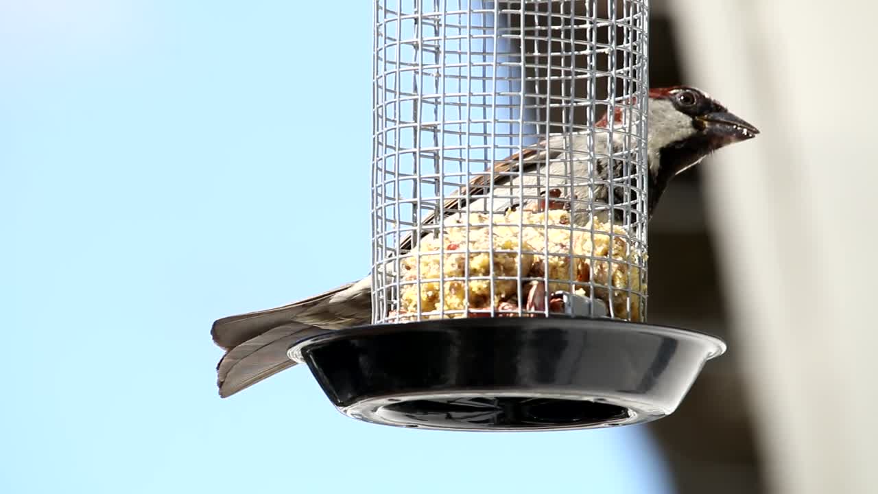 House sparrow in home garden grabing food from feeding cage. Two Eurasian tree sparrow balancing on the feeding cage. Two birds enjoys the cake kept over the cage.