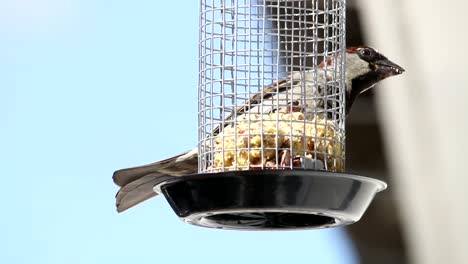 house sparrow in home garden grabing food from feeding cage. two eurasian tree sparrow balancing on the feeding cage. two birds enjoys the cake kept over the cage.