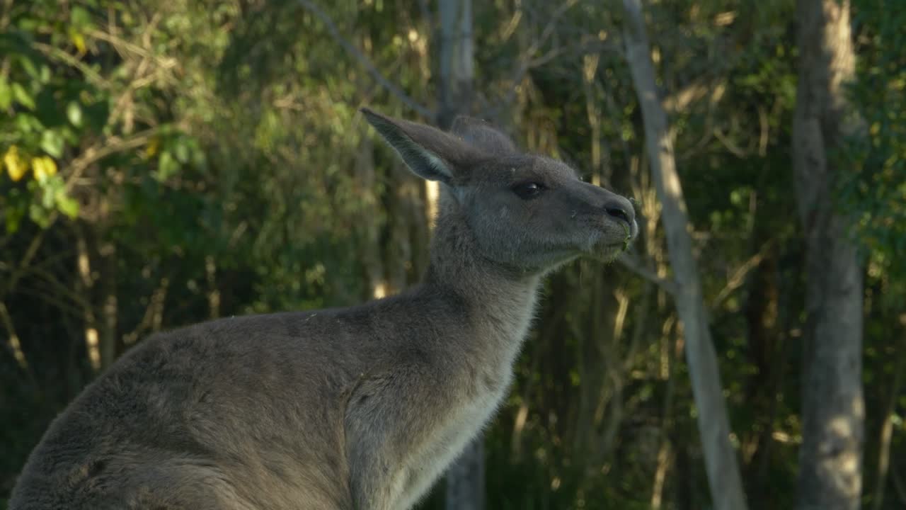 Side Portrait Of Eastern Grey Kangaroo Ruminating In Forest In Gold Coast, Australia