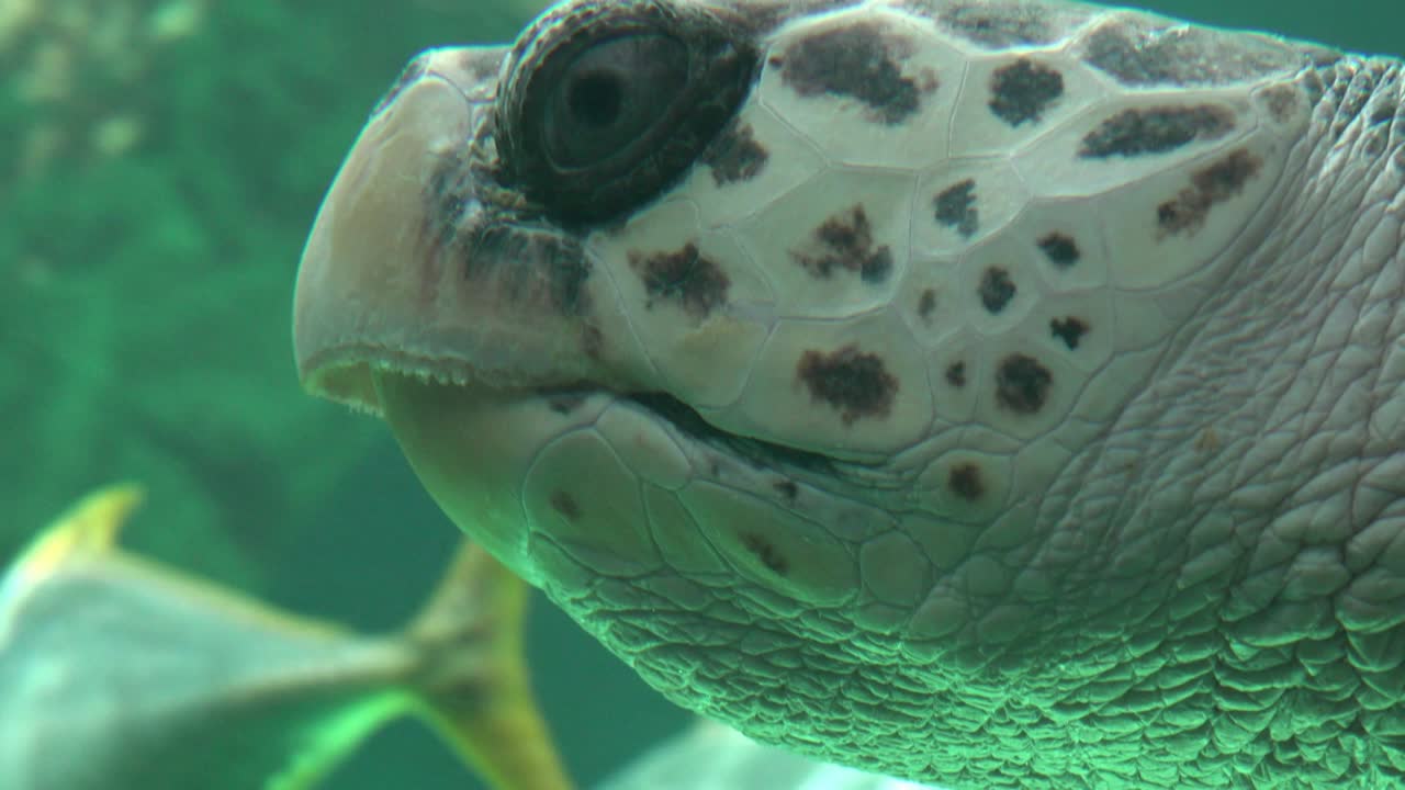 수족관 에서 수영 하는 바다 거북이