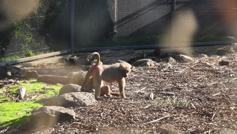 babuinos interactuando en un entorno de zoológico