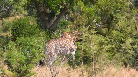 la jirafa del cabo del sur de áfrica camina a través del denso matorral de hierba africana