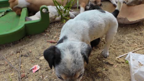 homeless puppies on the streets of the city.