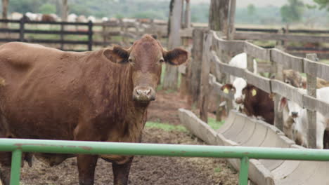 panning slow motion shot of an adult brown cow and calves staring