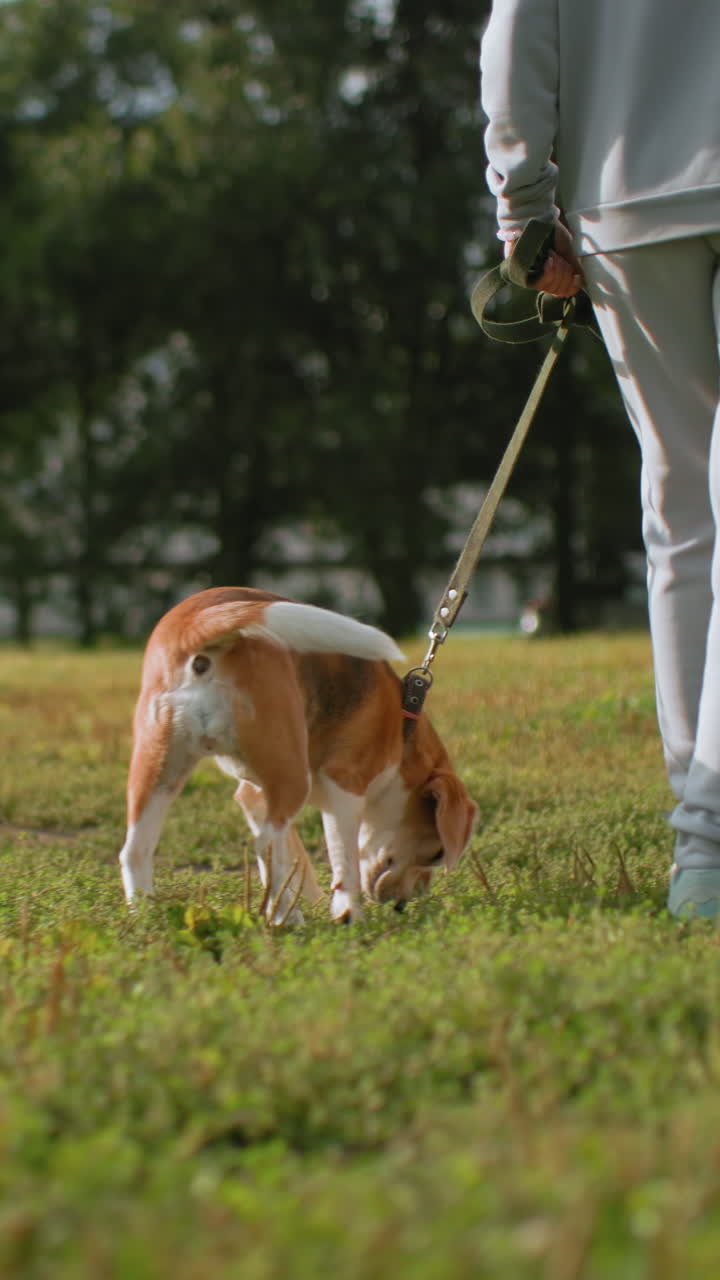 beagle che trotterella via in un campo soleggiato con dog sitter che tiene il guinzaglio, movimento da dietro e coda giocosa, prato erboso sotto i piedi, passeggiata informale per esercizio fisico ed esplorazione, ritmo vivace e caldo