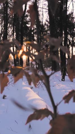 winter forest sunset