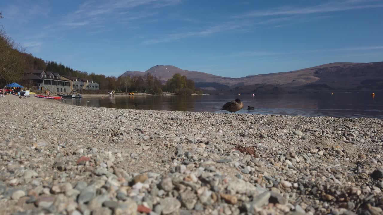 un pato relajándose al sol en la playa de luss