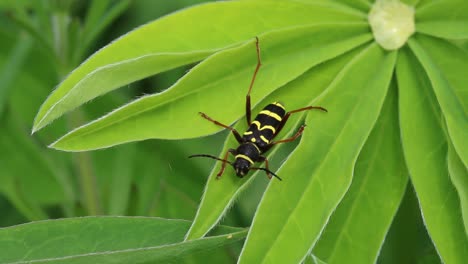 wasp beetle, clytus arietis