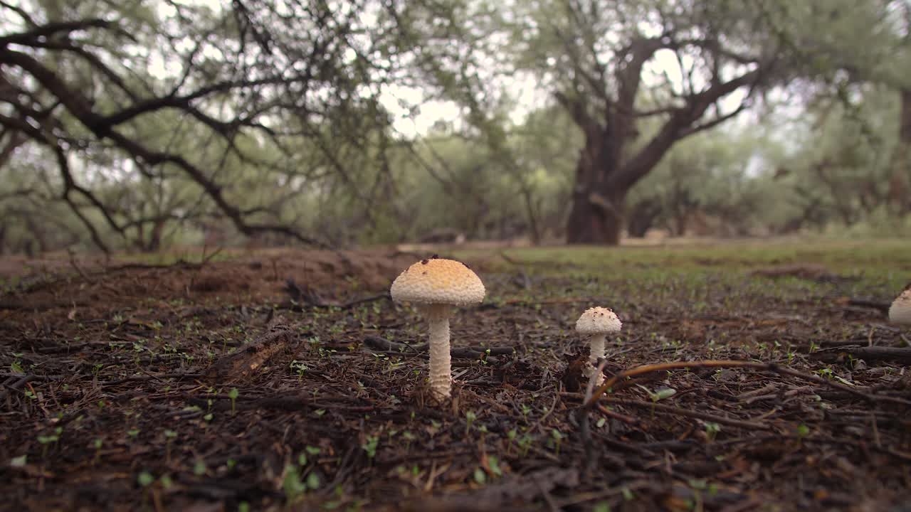 Macro shot of mushrooms growing underneath mesquite trees in the rain