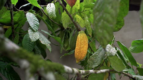 primer plano de la planta de cacao naranja amarillo con vaina de cacao que crece en la selva amazónica de ecuador y brasil