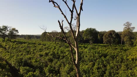 crane shot of lonely dry tree middle of green jungle, argentina
