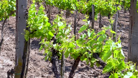 closeup of grape vines in a vineyard on a sunny day in hungary