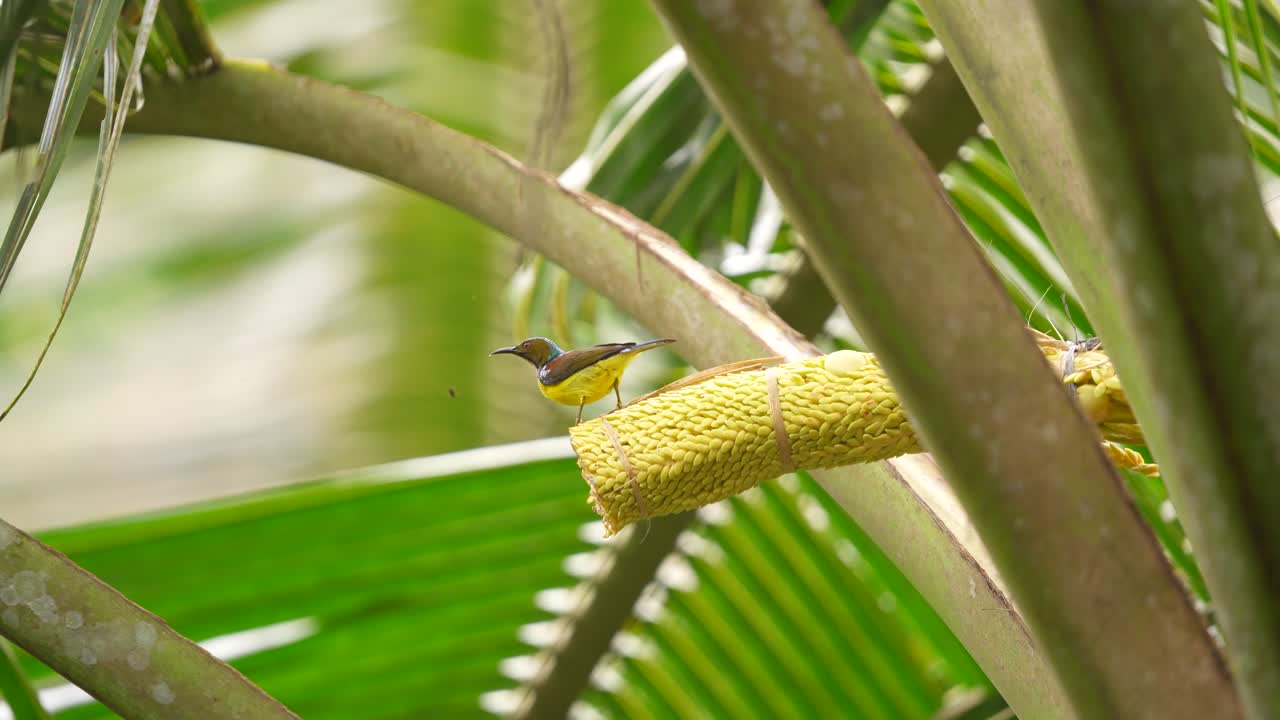 un macho de garganta marrón está chupando una flor de coco