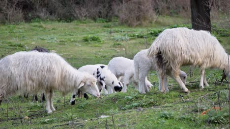 slow motion shot of flock of ewes and cute lambs grazing together outside in sardinia, italy