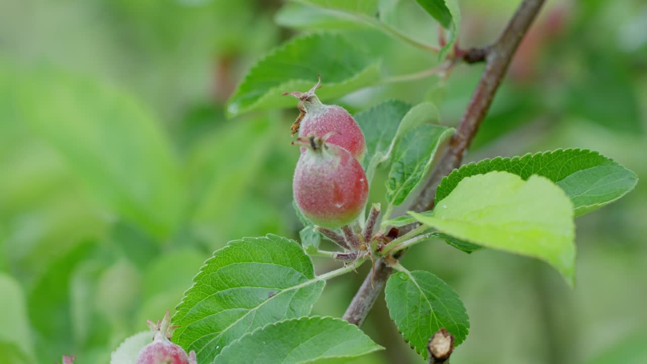 Closeup of pruning apple tree branch, reducing three apples to two for better growth