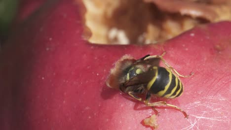 Tiro-Macro-De-Avispón-Se-Alimenta-De-Manzana-Roja