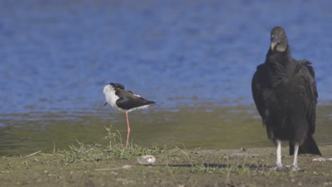 black-necked stilt preening with vulture standing on grassy beach near water in florida