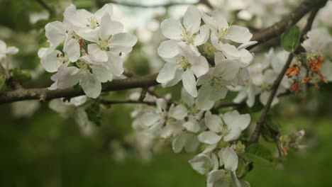 blossoms on a spring apple tree