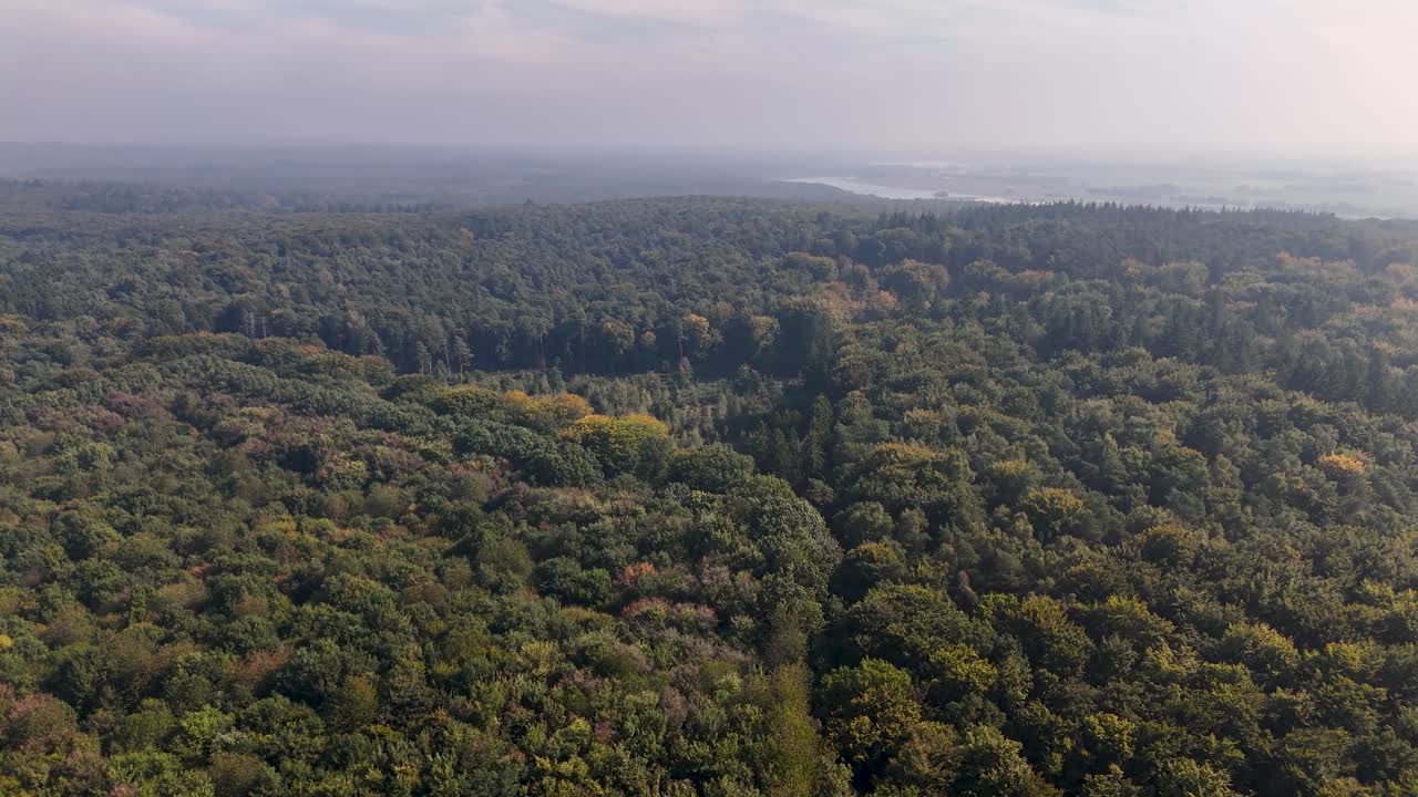 Aerial View of a Dense Forest Landscape