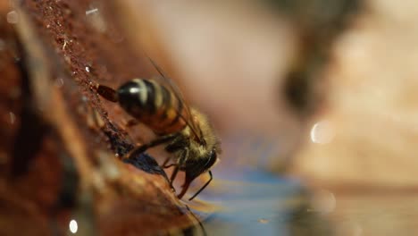 two honey bees by water's surface, pulsating abdomen